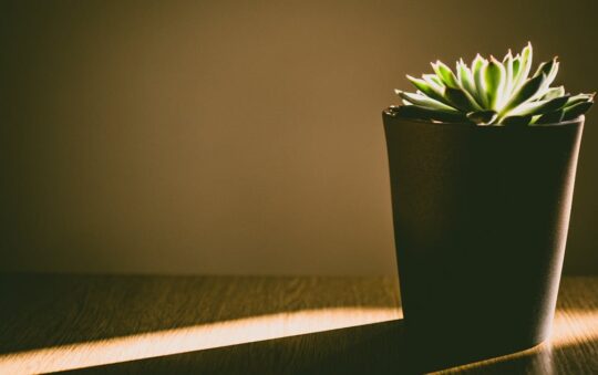 Top-Rated Soil Testers for Home Gardens in 2025: Expert Picks for Thriving Plants