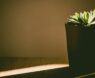 Top-Rated Soil Testers for Home Gardens in 2025: Expert Picks for Thriving Plants