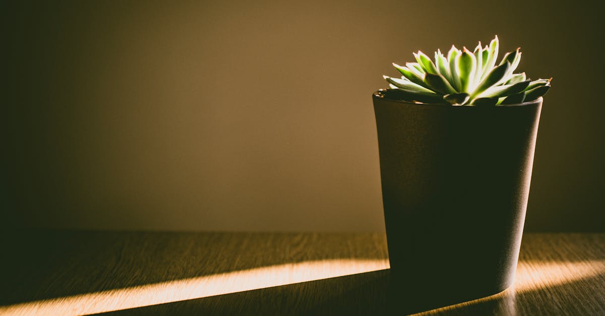 Top-Rated Soil Testers for Home Gardens in 2025: Expert Picks for Thriving Plants