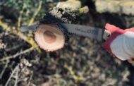 Top 5 Best Pole Saws for Tree Pruning in 2025: Expert Picks for Safe & Easy Trimming