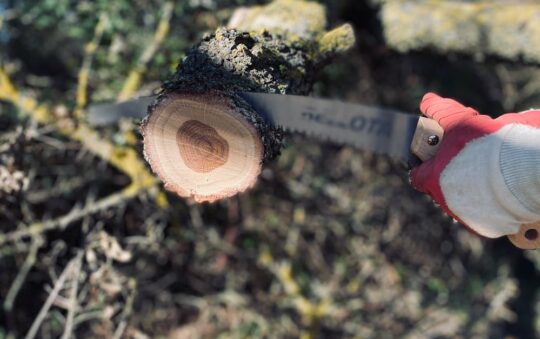 Top 5 Best Pole Saws for Tree Pruning in 2025: Expert Picks for Safe & Easy Trimming