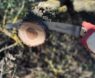 Top 5 Best Pole Saws for Tree Pruning in 2025: Expert Picks for Safe & Easy Trimming