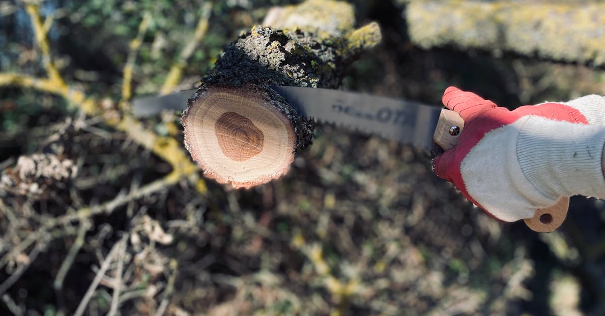 Top 5 Best Pole Saws for Tree Pruning in 2025: Expert Picks for Safe & Easy Trimming