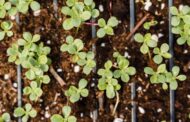 Top Best Mulch Spreaders for Garden Beds in 2025 | Easy, Precise, & Efficient Gardening Tools