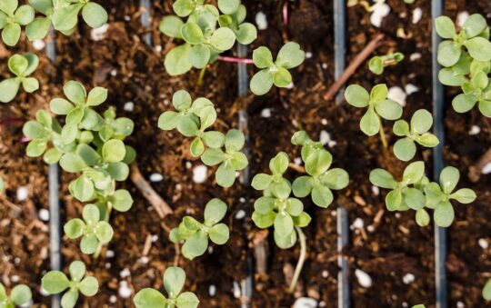 Top Best Mulch Spreaders for Garden Beds in 2025 | Easy, Precise, & Efficient Gardening Tools