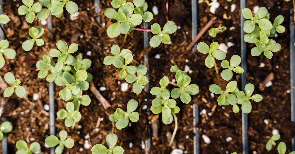 Top Best Mulch Spreaders for Garden Beds in 2025 | Easy, Precise, & Efficient Gardening Tools