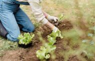 Top-Rated Steel-Toe Boots for Yard Work 2025: Comfort, Safety & Durability Guide